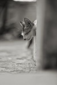 Close-up of a cat