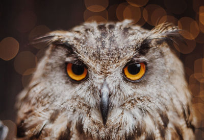 Close-up portrait of owl