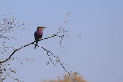 Low angle view of bird perching on branch against blue sky