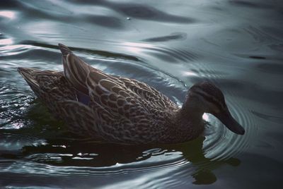 High angle view of swan swimming in lake
