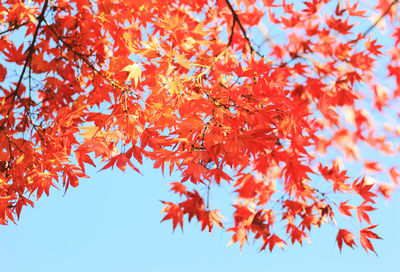 Low angle view of maple tree against sky during autumn