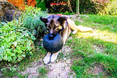 Portrait of dog on field