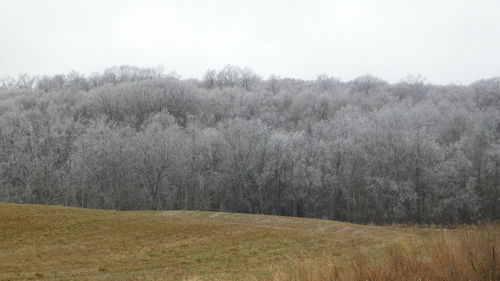 Scenic view of trees on field against sky