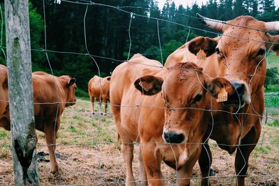 Cows standing 