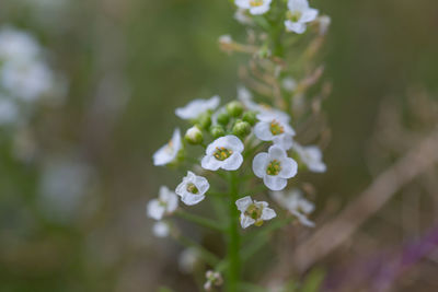 Close-up of white flowers blooming outdoors