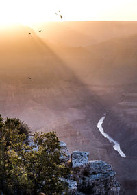 Birds flying in the sky over canyon