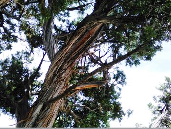 Low angle view of tree against sky