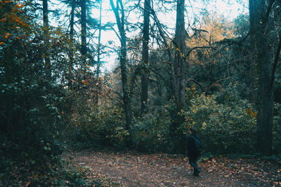 Rear view of man walking by trees in forest during autumn