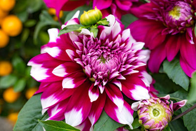 Close-up of pink dahlia flowers