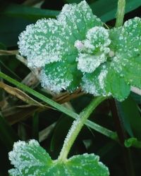 Close-up of insect on plant