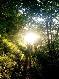 Sun shining through trees