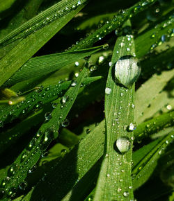 Full frame shot of wet leaves on rainy day