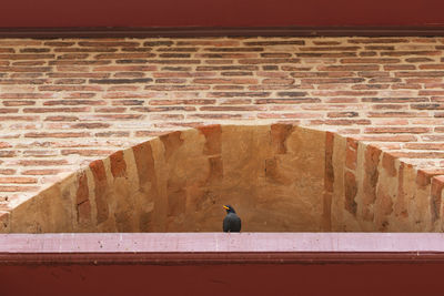 View of pigeon perching on wall