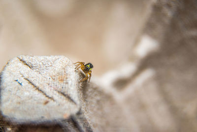 Close-up of bee on rock