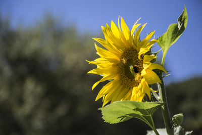 Close-up of sunflower