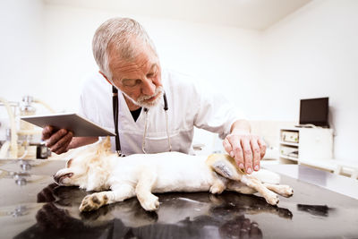 Senior vet with tablet examining injured dog in clinic