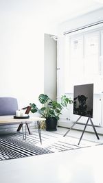 Potted plant on table at home