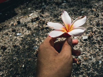 Close-up of hand holding flowering plant