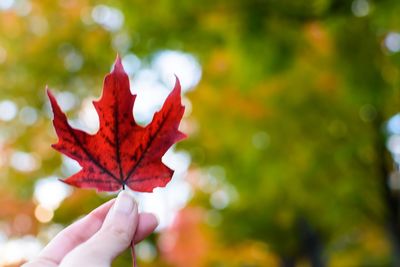 Close-up of hand holding maple leaves during autumn