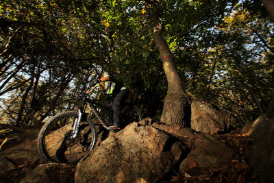 Low angle view of bicycle amidst trees in forest