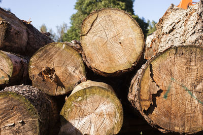 Stack of logs in forest