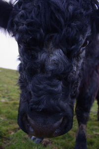 Close-up of horse on field