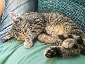 Close-up of sleeping cat