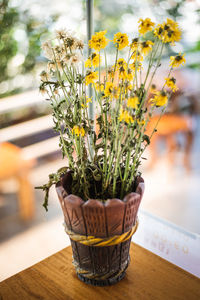 Close-up of potted plant on table