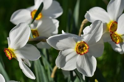 Close-up of white flowering plant