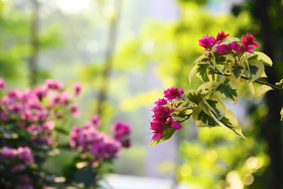 Close-up of pink flowering plant