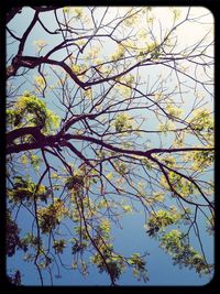 Low angle view of trees against sky