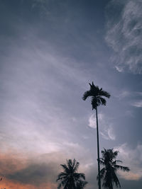 Low angle view of silhouette coconut palm tree against sky