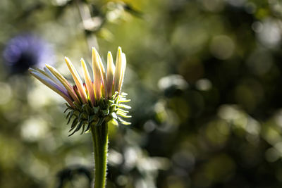 Close-up of flowering plant