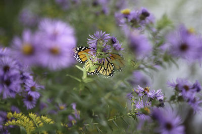 Close-up of butterfly pollinating on purple flower