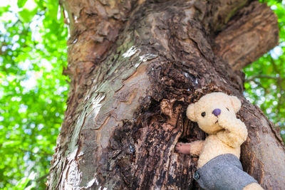 Close-up of stuffed toy on tree trunk