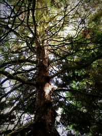 Low angle view of trees