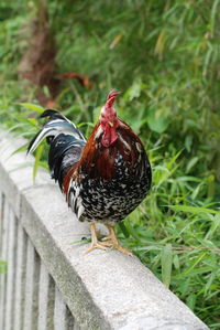 Close-up of a bird