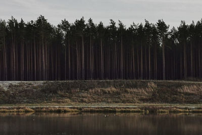 Scenic view of lake in forest against sky