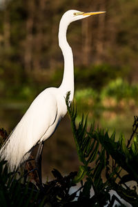 White bird on a plant