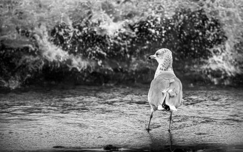 Seagull by wave reaching on shore