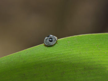 Close-up of insect on green leaf