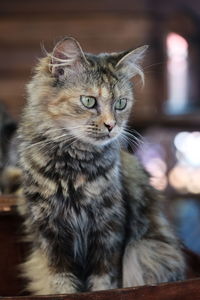 Close-up portrait of a cat