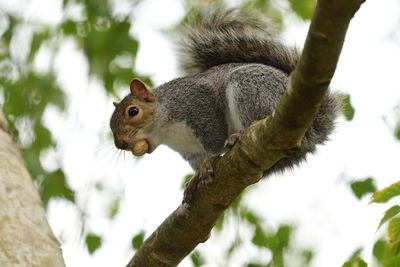 Low angle view of a grey squirrel on a branch with a monkey nut in its mouth