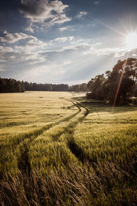 Scenic view of agricultural field against sky
