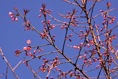 Low angle view of flowering plants against blue sky