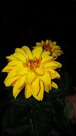 Close-up of yellow flower