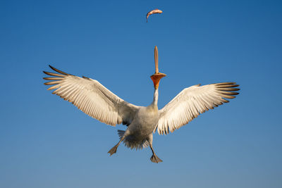 Low angle view of bird flying against clear blue sky