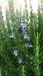 Close-up of flowers