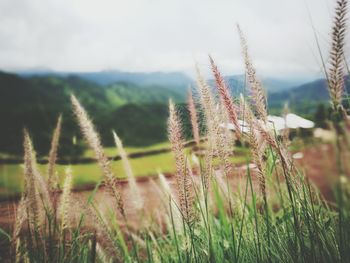 Close-up of grass growing in field