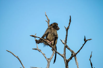 Low angle view of monkey on tree against clear blue sky